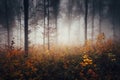 Colorful dark autumn woods with mist Royalty Free Stock Photo