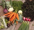 Colorful and Dark Display of Beautiful Fresh Organic and Sustainably Grown Vegetables From Local Farm