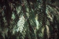 Colorful Dark Green Spruce Branch with Dark Background