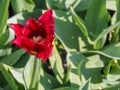 Colorful dark red parrot tulip with green leaves