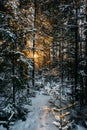 Colorful dawn in a pine forest in a snowfall Royalty Free Stock Photo