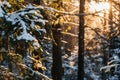 Colorful dawn in a pine forest in a snowfall Royalty Free Stock Photo