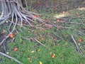 Tree Roots with Colorful Dead Leaves on the Green Grass