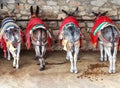 Colorful decorated donkey (called Burro-taxi) in resting place in Mijas near Malaga, Spain Royalty Free Stock Photo
