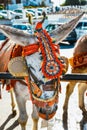 Colorful decorated donkeys famous as Burro-taxi waiting for passengers in Mijas, a major tourist attraction. Andalusia