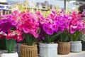 Colorful decoration artificial flower, vintage bouquets of orchid Royalty Free Stock Photo