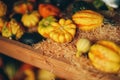 Decoration pumpkins collection on the autumn market