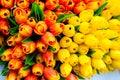 Decorative colorful tulips Royalty Free Stock Photo