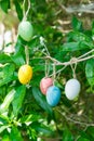 Colorful decorative Easter eggs hanging on tree branch, green leaves Royalty Free Stock Photo