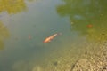 Colorful decorative fish float in an artificial pond