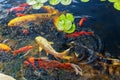 Colorful decorative fish float in an artificial pond, view from above Royalty Free Stock Photo