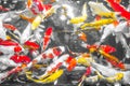 Colorful decorative fishes Koi Fish float in water, view from above. yellow fish, orange fish.many colourful fishes - Many Royalty Free Stock Photo