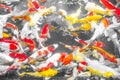 Colorful decorative fishes Koi Fish float in water, view from above. yellow fish, orange fish.many colourful fishes - Many Royalty Free Stock Photo