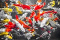 Colorful decorative fishes Koi Fish float in water, view from above. yellow fish, orange fish.many colorful fishes - Many fishes Royalty Free Stock Photo