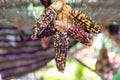 Colorful Decorative Indian Ornamental Hanging Corn Bundle with Blurry Background Royalty Free Stock Photo