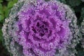 Colorful Decorative Kale or Ornamental Cabbage in Agricultural greenhouse farm.