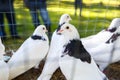 Colorful decorative pigeons in a cage. White-gray birds that are bred by pigeon breeders Royalty Free Stock Photo