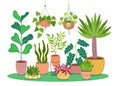 Colorful decorative potted plants background