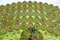 Colorful Decorative Plates with Peacock Motifs on Green Backdrop Royalty Free Stock Photo