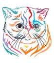 Colorful decorative portrait of Exotic Shorthair Cat vector illustration