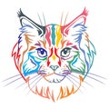 Colorful decorative portrait of Maine Coon Cat vector illustration