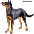 Colored decorative standing portrait of dog Beauceron vector ill