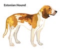 Colored decorative portrait of Dog Estonian Hound vector illustration