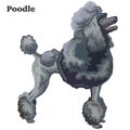 Colored decorative standing portrait of Poodle vector illustration