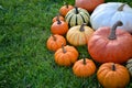 Colorful decorative pumpkins on the grass