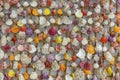 Colorful and decorative seashells