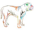 Colorful decorative standing portrait of Boerboel vector illustration