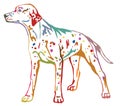 Colorful decorative standing portrait of dog Dalmatian vector il