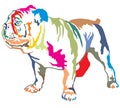Colorful decorative standing portrait of English bulldog vector