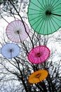 Colorful Decorative Umbrellas Hanging Above in Garden