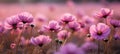 Colorful defocused cosmos flowers in sunlit meadow close up macro shot with soft focus Royalty Free Stock Photo