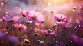 Colorful defocused cosmos flowers in sunlit meadow macro close up shot with beautiful bokeh effect Royalty Free Stock Photo