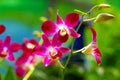 Colorful and delicate pink orchids in tropical garden Royalty Free Stock Photo
