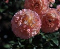 Flowers of the rose `Abraham Darby` `Valley of Roses` - Kislovodsk, Russia, Europe. Royalty Free Stock Photo