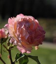 Flowers of the rose `Abraham Darby` `Valley of Roses` - Kislovodsk, Russia, Europe. Royalty Free Stock Photo