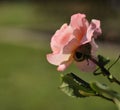 Flowers of the rose `Abraham Darby` `Valley of Roses` - Kislovodsk, Russia, Europe. Royalty Free Stock Photo