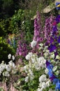 Colorful delphiniums