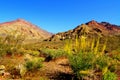 Colorful desert flowers blooming in Death Valley