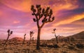 Colorful Desert Sunset In High Elevation Joshua Tree National Park Royalty Free Stock Photo