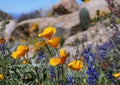 Colorful Desert wildflowers Near Phoenix Arizona