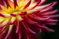 colorful detail of a cactus dahlia flower in red and yellow Royalty Free Stock Photo