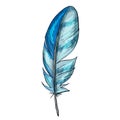 Colorful detailed blue bird feather, isolated on white background, Vector illustration. Royalty Free Stock Photo