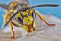 Colorful detailed macro of a flower wasp. Close up macro image