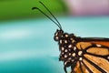 Extreme maco view of a monarch butterfly`s face. Royalty Free Stock Photo