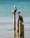 Colorful Detailed Pelicans Sitting on Pilings