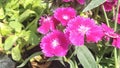 Colorful Dianthus Flower colorful blooming in the Garden caryophyaea Royalty Free Stock Photo